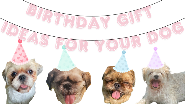 Birthday Gift Ideas For Your Dog