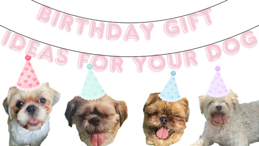 Birthday Gift Ideas For Your Dog