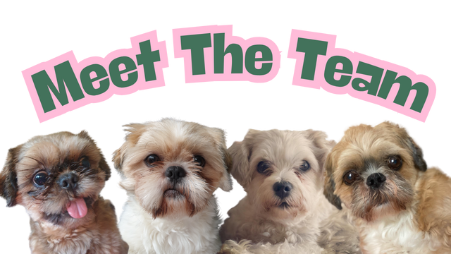 Meet The Team