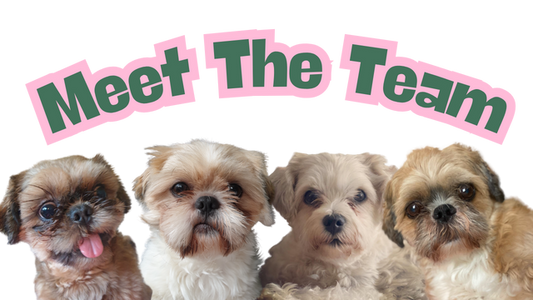 Meet The Team